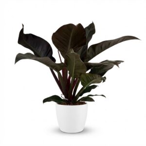 Philodendron - Philodendron Imperial Red - Rot - Pflegeleicht - mit Potter White