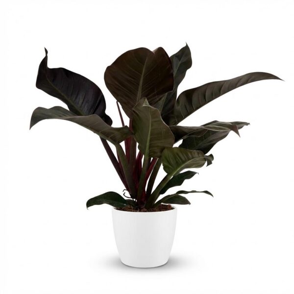 2861156794fb4e8ba96e171c245561b1cfda1510f2c742d7a184c62f420a1426.jpg Philodendron - Philodendron Imperial Red - Rot - Pflegeleicht - mit Potter White