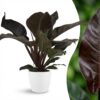 6d81f10bddcf4804b03db1a99f9b4dd4bb6d1d4ce6e44679a129d4dc07265827.jpg Philodendron - Philodendron Imperial Red - Rot - Pflegeleicht - mit Potter White