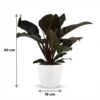 958b04f98a824d3e8daedbdd66a254e13047e2aee17743deb4955fb9fd59ad26.jpg Philodendron - Philodendron Imperial Red - Rot - Pflegeleicht - mit Potter White