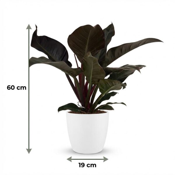 958b04f98a824d3e8daedbdd66a254e13047e2aee17743deb4955fb9fd59ad26.jpg Philodendron - Philodendron Imperial Red - Rot - Pflegeleicht - mit Potter White