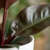 df8e112de5d749239d39460c9c581f98a127c0d43400474abbb04e0e460c0eb7.jpg Philodendron - Philodendron Imperial Red - Rot - Pflegeleicht - mit Potter White