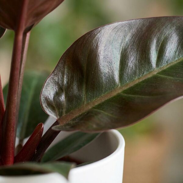df8e112de5d749239d39460c9c581f98a127c0d43400474abbb04e0e460c0eb7.jpg Philodendron - Philodendron Imperial Red - Rot - Pflegeleicht - mit Potter White