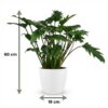 Philodendron - Philodendron Xanadu - Grün - Pflegeleicht - mit Potter White
