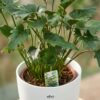 Philodendron - Philodendron Xanadu - Grün - Pflegeleicht - mit Potter White
