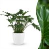 Philodendron - Philodendron Xanadu - Grün - Pflegeleicht - mit Potter White