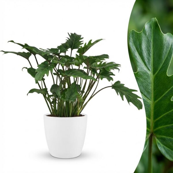 Philodendron - Philodendron Xanadu - Grün - Pflegeleicht - mit Potter White