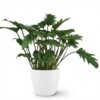 Philodendron - Philodendron Xanadu - Grün - Pflegeleicht - mit Potter White