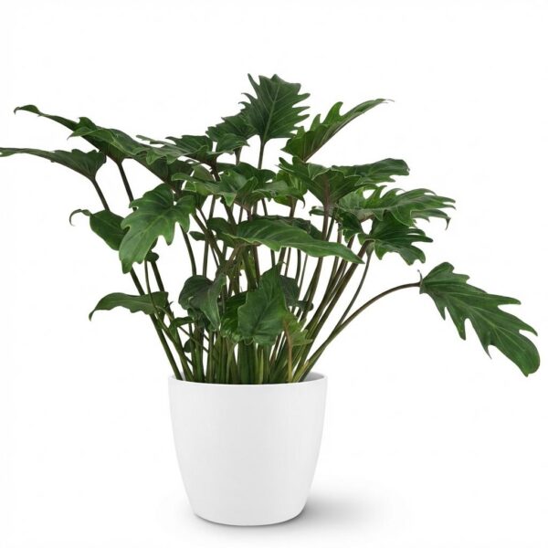 Philodendron - Philodendron Xanadu - Grün - Pflegeleicht - mit Potter White