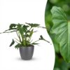 Philodendron - Philodendron Lacerum - Grün - Pflegeleicht - mit Potter Grey