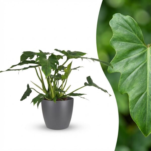 Philodendron - Philodendron Lacerum - Grün - Pflegeleicht - mit Potter Grey