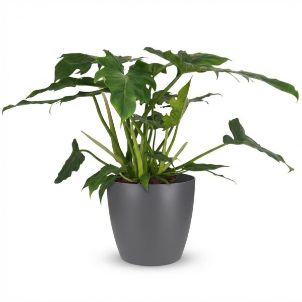 Philodendron - Philodendron Lacerum - Grün - Pflegeleicht - mit Potter Grey