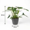 Philodendron - Philodendron Lacerum - Grün - Pflegeleicht - mit Potter Grey