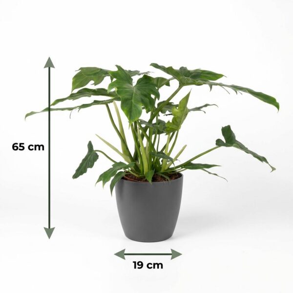 Philodendron - Philodendron Lacerum - Grün - Pflegeleicht - mit Potter Grey