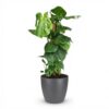 Lochpflanze - Monstera Deliciosa Moosranke - Grün - Pflegeleicht - mit Potter Grey