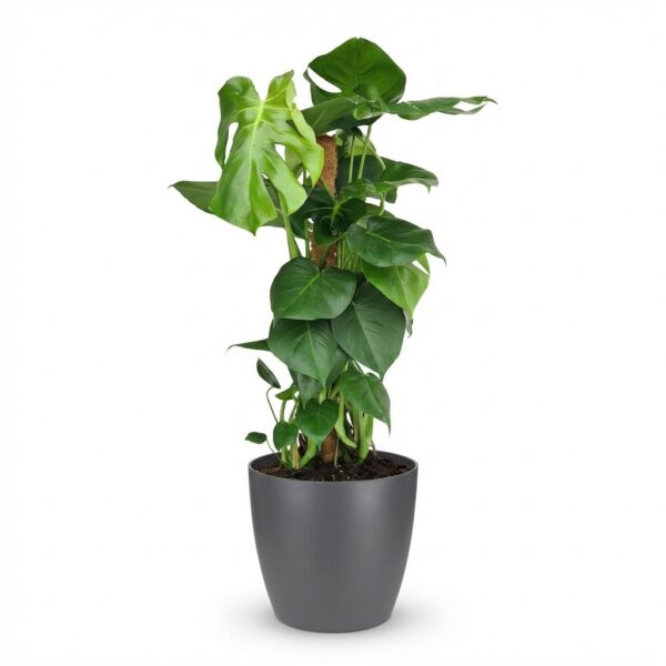 Lochpflanze - Monstera Deliciosa Moosranke - Grün - Pflegeleicht - mit Potter Grey