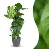 Lochpflanze - Monstera Deliciosa Moosranke - Grün - Pflegeleicht - mit Potter Grey