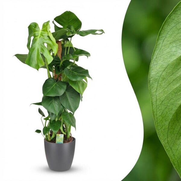 Lochpflanze - Monstera Deliciosa Moosranke - Grün - Pflegeleicht - mit Potter Grey