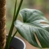 Lochpflanze - Monstera Deliciosa Moosranke - Grün - Pflegeleicht - mit Potter Grey