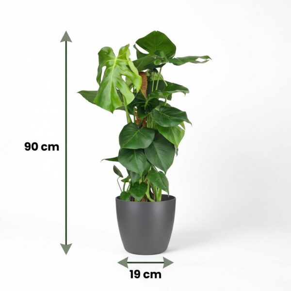 Lochpflanze - Monstera Deliciosa Moosranke - Grün - Pflegeleicht - mit Potter Grey