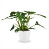 Philodendron - Philodendron Lacerum - Grün - Pflegeleicht - mit Potter White