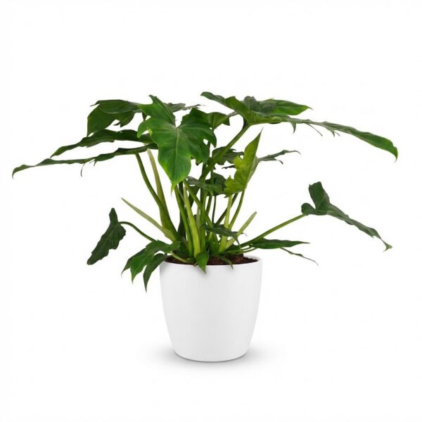 Philodendron - Philodendron Lacerum - Grün - Pflegeleicht - mit Potter White