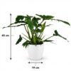 Philodendron - Philodendron Lacerum - Grün - Pflegeleicht - mit Potter White