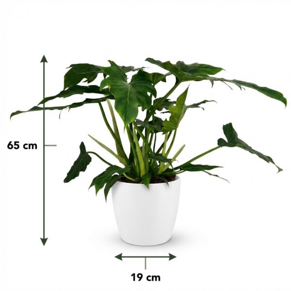 Philodendron - Philodendron Lacerum - Grün - Pflegeleicht - mit Potter White