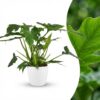 Philodendron - Philodendron Lacerum - Grün - Pflegeleicht - mit Potter White