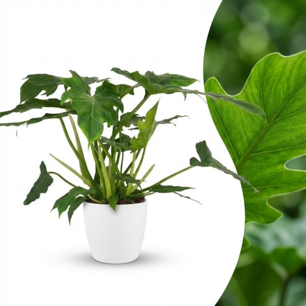 Philodendron - Philodendron Lacerum - Grün - Pflegeleicht - mit Potter White