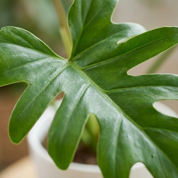 Philodendron - Philodendron Lacerum - Grün - Pflegeleicht - mit Potter White