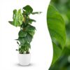 07eef66090514807b121df6d6ad871ada291eb8be1ed4b06afd588ea0aadb1a6.jpg Lochpflanze - Monstera Deliciosa Moosranke - Grün - Pflegeleicht - mit Potter White