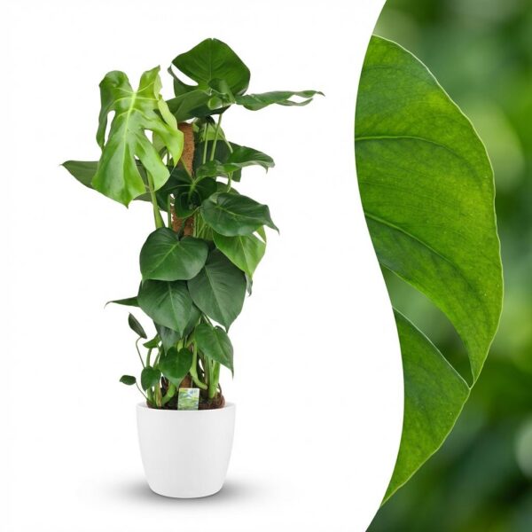 07eef66090514807b121df6d6ad871ada291eb8be1ed4b06afd588ea0aadb1a6.jpg Lochpflanze - Monstera Deliciosa Moosranke - Grün - Pflegeleicht - mit Potter White