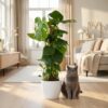 753b57890c31434588d37c1b50c0d2192fd2e3f88a2d4f30b408da6ae765affa.jpg Lochpflanze - Monstera Deliciosa Moosranke - Grün - Pflegeleicht - mit Potter White