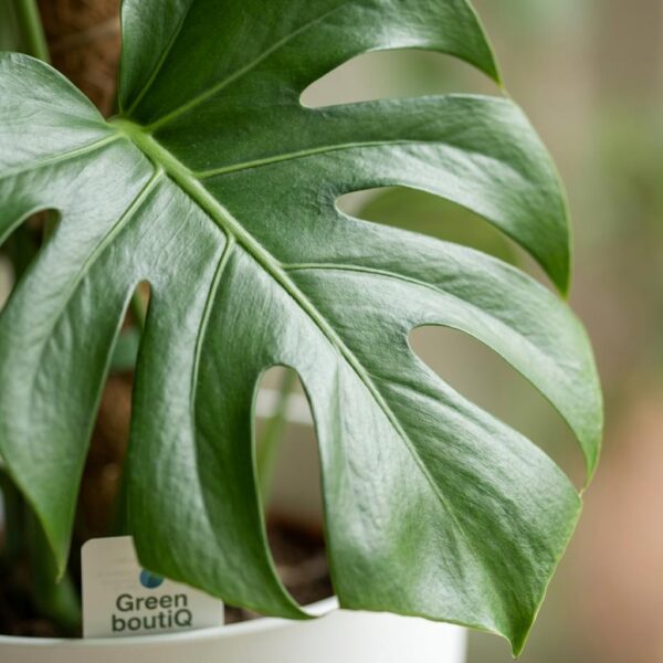 ae1000dac2594c3aad678a4586eea44e62dc03c6f13a482fbea1fa7b7e28d583.jpg Lochpflanze - Monstera Deliciosa Moosranke - Grün - Pflegeleicht - mit Potter White