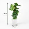cd2a9cdb30a74dd5b0c5686d1996a180b7118602f712428c82115a0843a5e416.jpg Lochpflanze - Monstera Deliciosa Moosranke - Grün - Pflegeleicht - mit Potter White