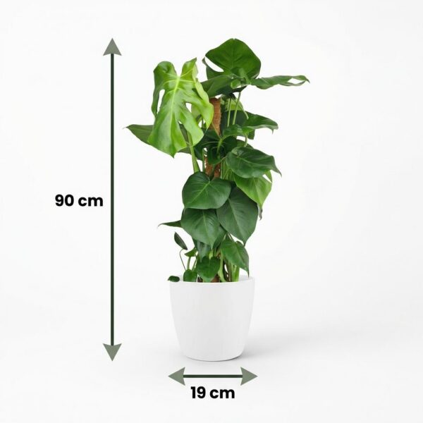 cd2a9cdb30a74dd5b0c5686d1996a180b7118602f712428c82115a0843a5e416.jpg Lochpflanze - Monstera Deliciosa Moosranke - Grün - Pflegeleicht - mit Potter White
