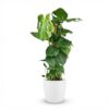 e8480646b8cd455ab53dc1cc013330307c9f461f20434ac3b7d85b5374c6fb7f.jpg Lochpflanze - Monstera Deliciosa Moosranke - Grün - Pflegeleicht - mit Potter White