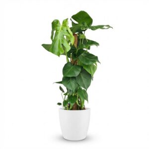 Lochpflanze - Monstera Deliciosa Moosranke - Grün - Pflegeleicht - mit Potter White