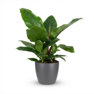 Philodendron - Philodendron Imperial Green - Grün - Pflegeleicht - mit Potter Grey