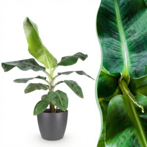 Musa acuminata Dwarf Cavendish - Bananenpflanze - Pflegeleicht - Grün - mit Potter Grey