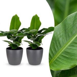 df89f7d7ea79482d8e5322a1a18b25577db39e4ec75a4886bd3365c9d07e9278.jpg Musa Oriental Dwarf – Zwergbanane – 2 Pflanzen – mit grauem Topf