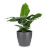 54c5f1a22c334400b92a358a199e8f8fda3e2cdd4e344056b4aa80048ef42cc1.jpg Musa Oriental Dwarf – Zwergbanane – mit grauem Topf