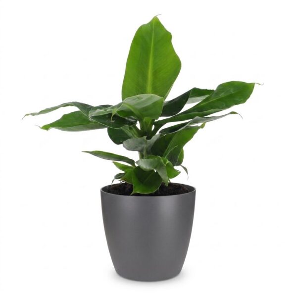 54c5f1a22c334400b92a358a199e8f8fda3e2cdd4e344056b4aa80048ef42cc1.jpg Musa Oriental Dwarf – Zwergbanane – mit grauem Topf