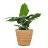 8fe52fd811d14881949beefbcaf1d279ff48339bb9284b3ca91f1d4e4f13d82d.jpg Musa Oriental Dwarf – Zwergbanane – mit Korb