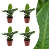 750c3fe70e614517b2a3803816f96df3432ce7ec03f54afcb0d25b5d6703802e.jpg Musa Oriental Dwarf – Zwergbanane – 4 Pflanzen