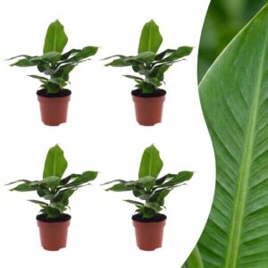 750c3fe70e614517b2a3803816f96df3432ce7ec03f54afcb0d25b5d6703802e.jpg Musa Oriental Dwarf – Zwergbanane – 4 Pflanzen