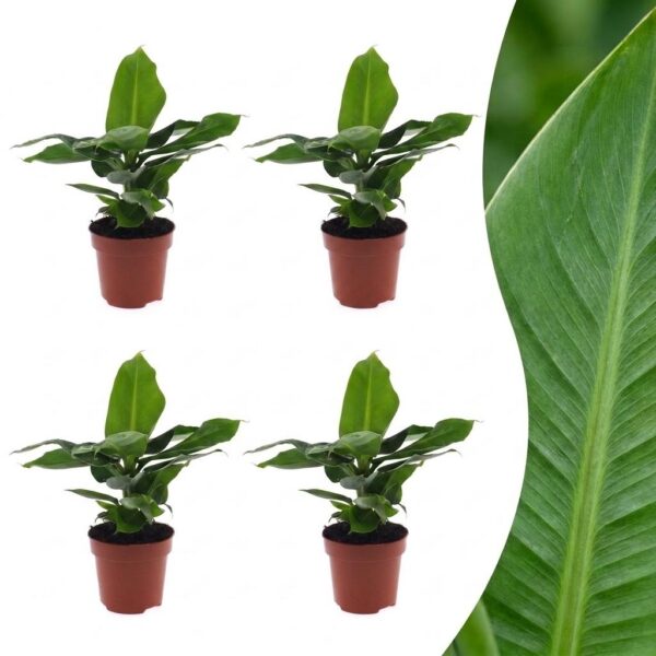 750c3fe70e614517b2a3803816f96df3432ce7ec03f54afcb0d25b5d6703802e.jpg Musa Oriental Dwarf – Zwergbanane – 4 Pflanzen