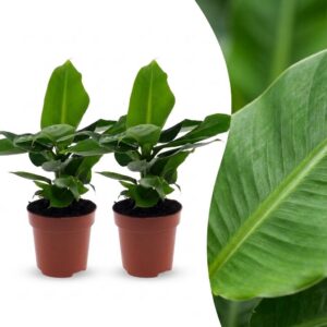 85f20471396746f1b4eac103d05bf6862e6b7adfd97d448794753eee366d990b.jpg Musa Oriental Dwarf – Zwergbanane – 2 Pflanzen