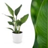 1e0f086e1f05434c8a4250dc0514a8ba338aa1a2ae6e4bcc9d7cadf05881850f.jpg Strelitzia Reginea – Paradiesvogelblume – mit Potter Weiß